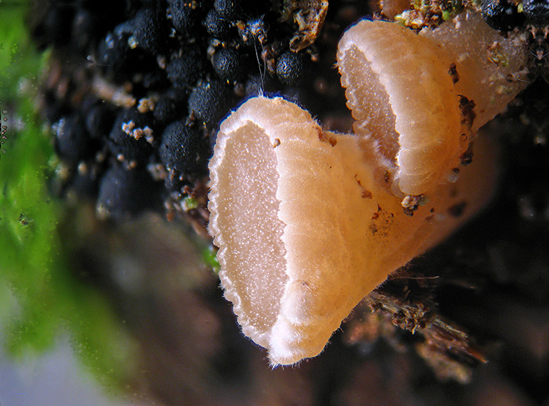 Phaeohelotium (extumescens?)